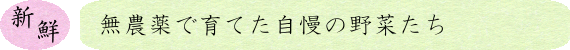 新鮮　無農薬で育てた自慢の野菜たち